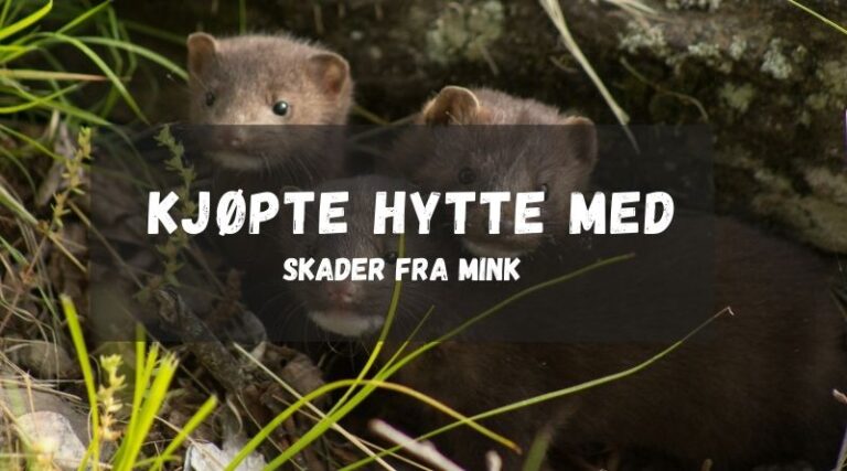 Minkinvasjon på hytta